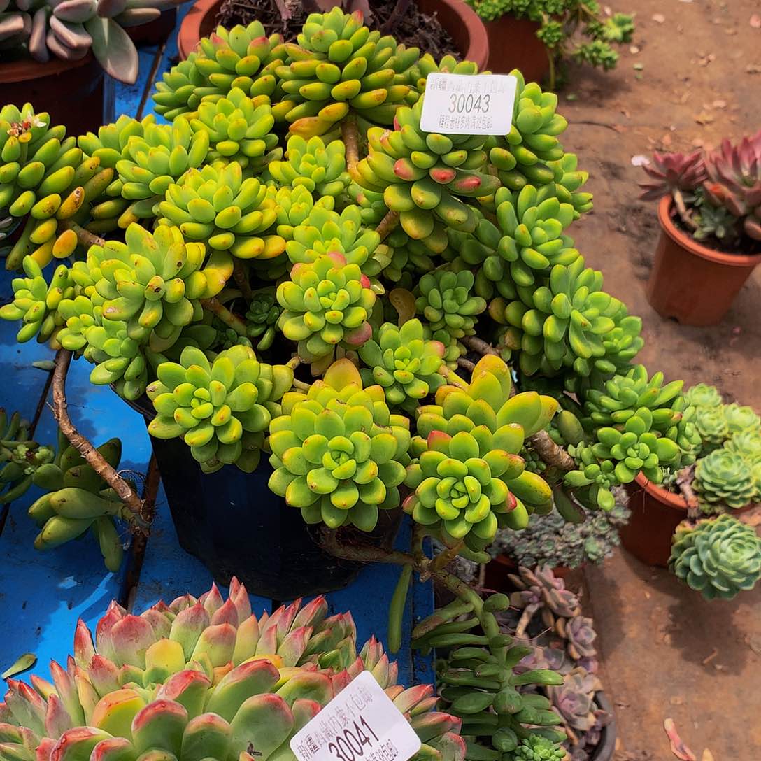 我***子香格里拉30043多肉多肉