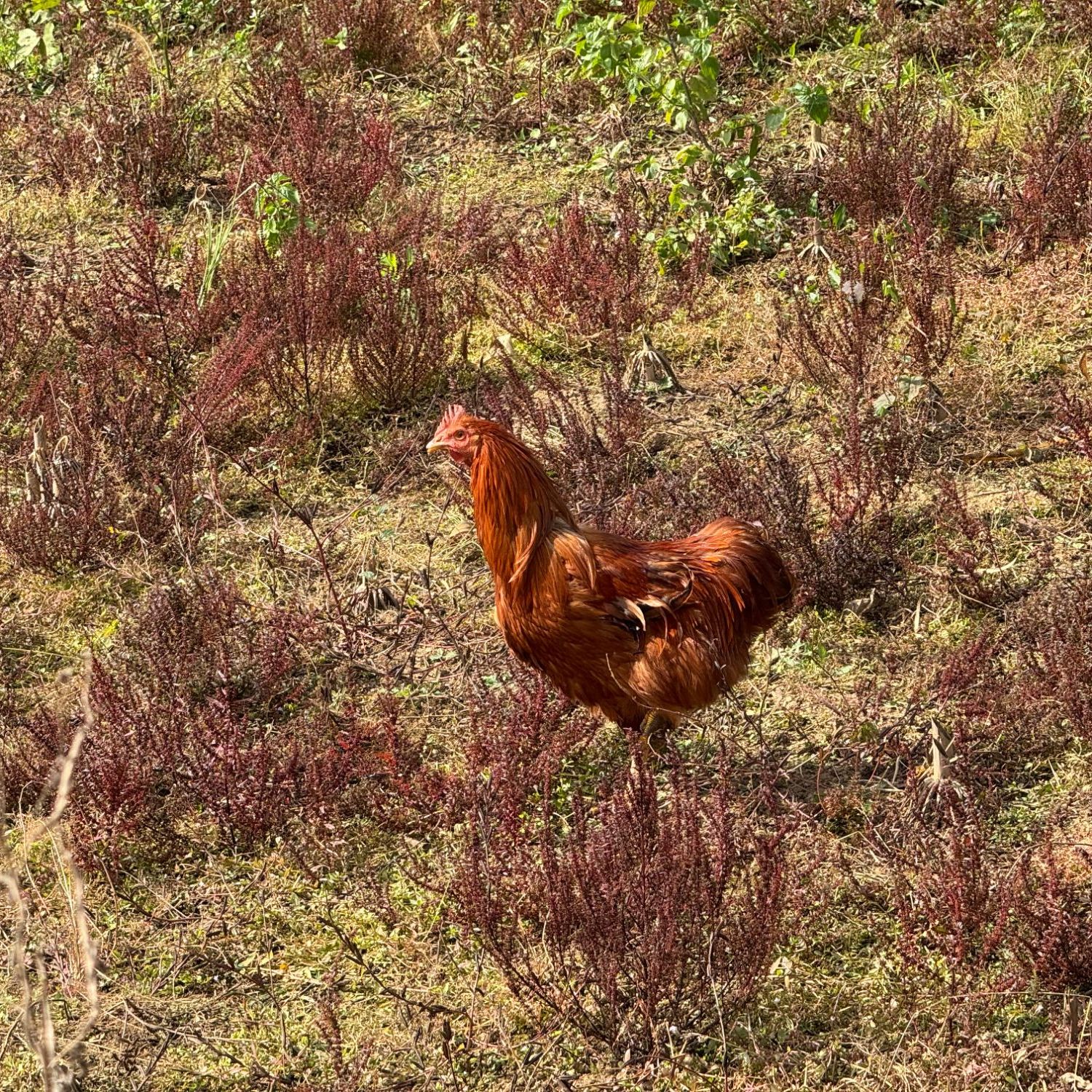 清远阳山江英本地扇山地散养270天顺丰冷链发货