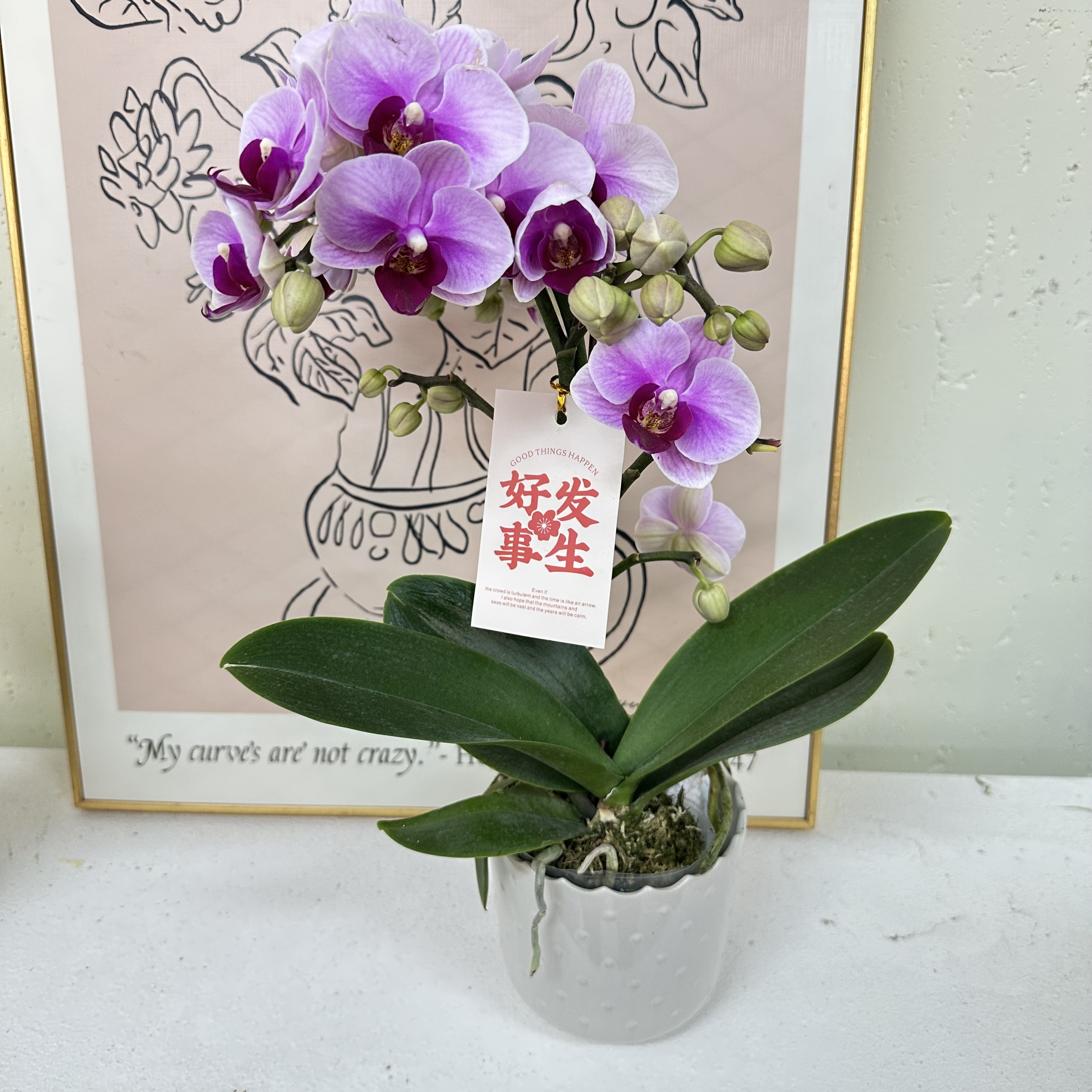 Petal8优选【宝贝】 蝴蝶兰花 客厅摆设种植基地发货