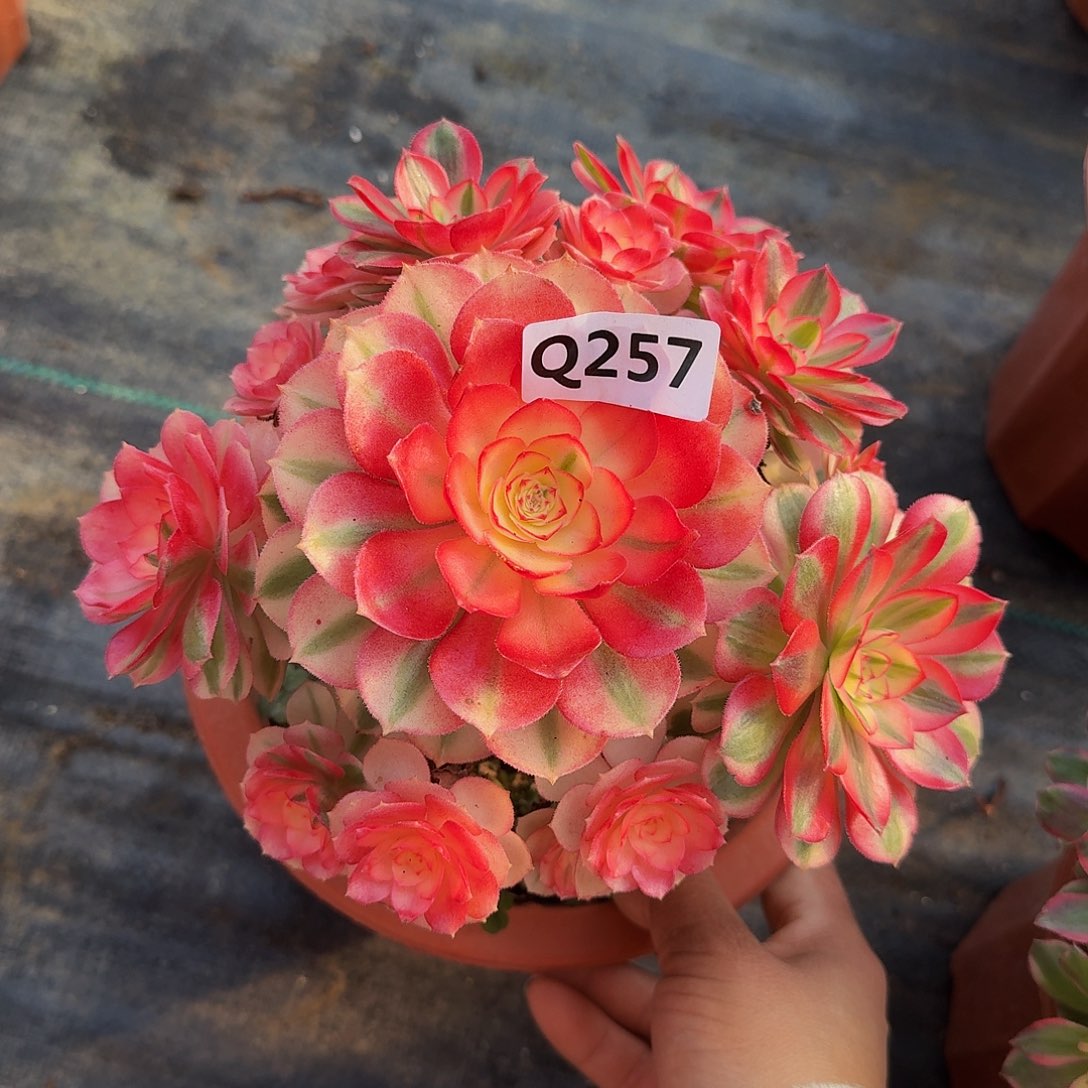 257倾城44冠服18.9小颗的