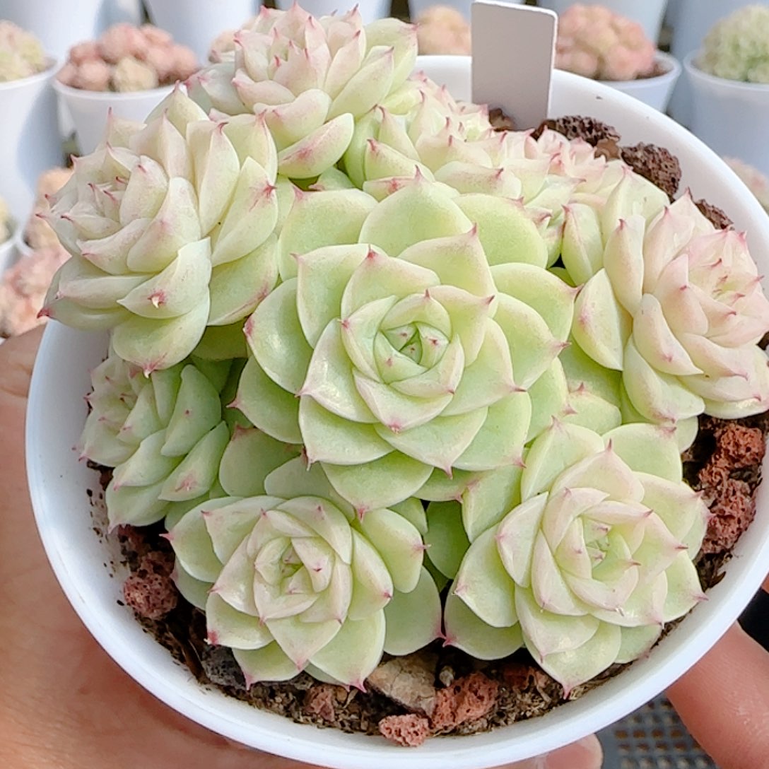 农***田0103-93（m1-42-2）优选