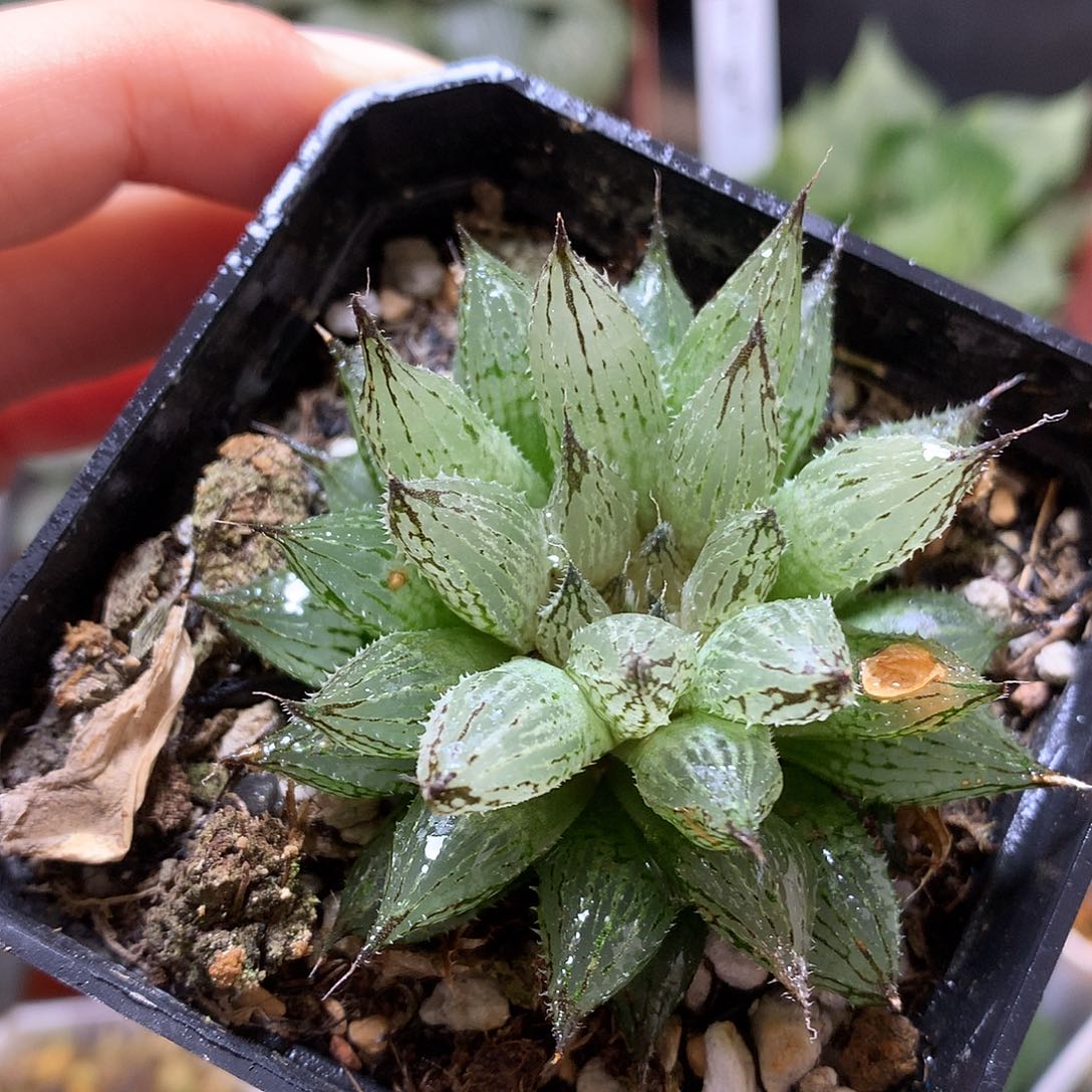 原始种玉露lojluomo