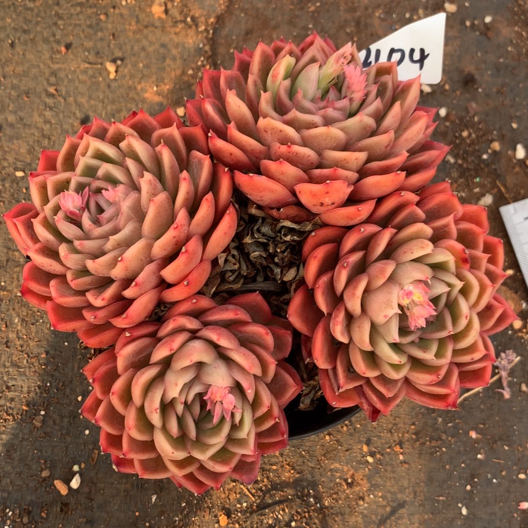 2104杂交多肉植物