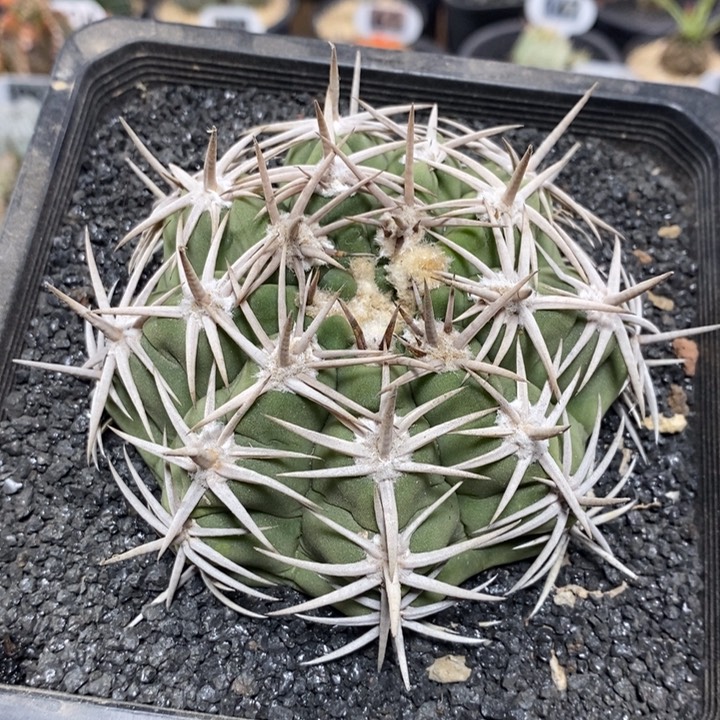 实生精控短豪刺双刺碧岩玉188号9cm