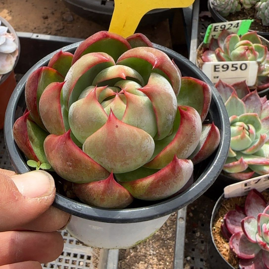 火焰惊鸿一物一拍包装收缩花旱456