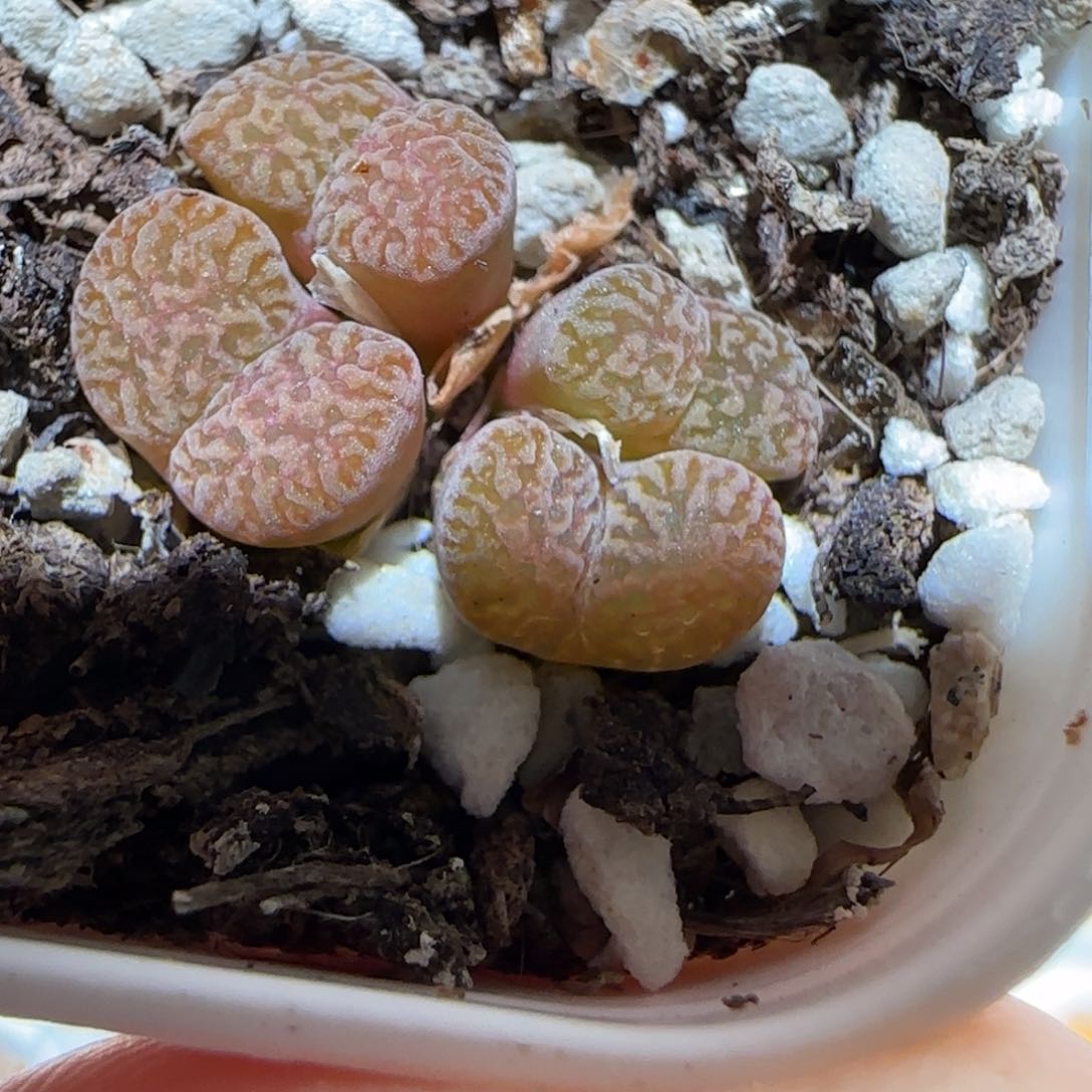 肉锥多肉植物百科-优选鸟哈尼1735
