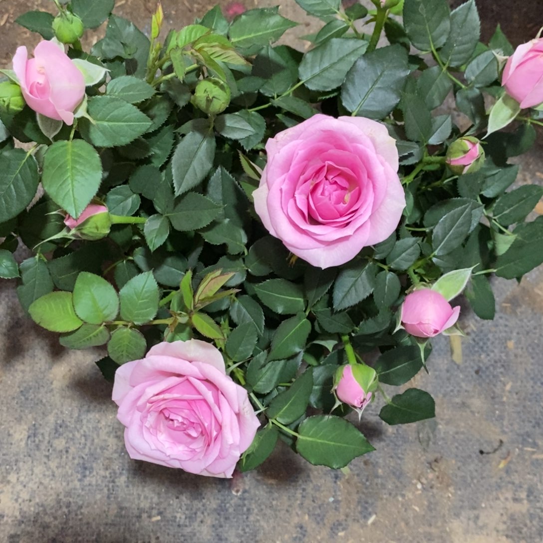 宝****大部分花苞少量开放