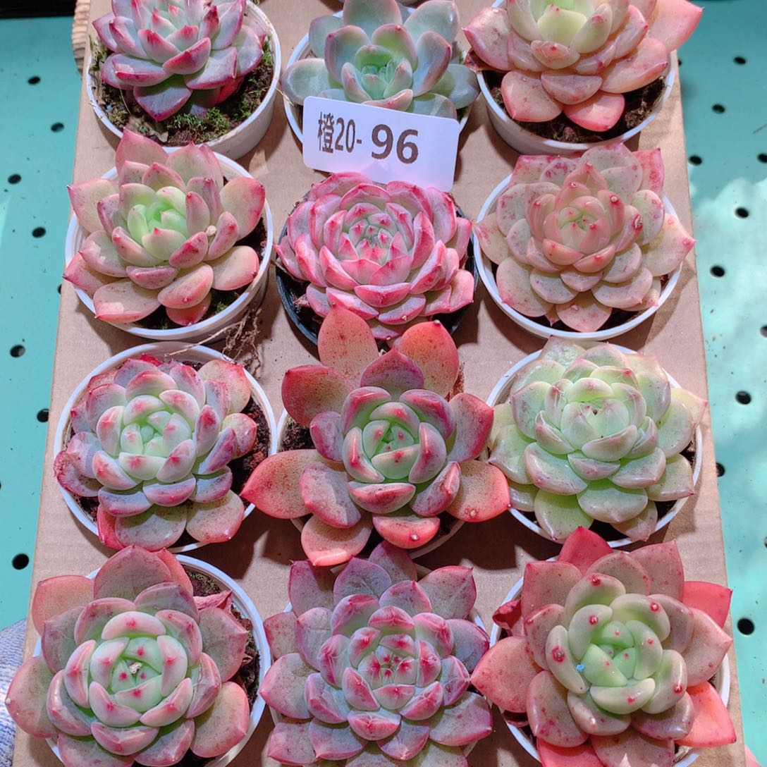20-96一物一拍多肉带盆18颗