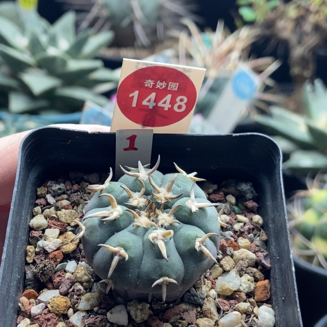 实生短豪猫爪3.3cm