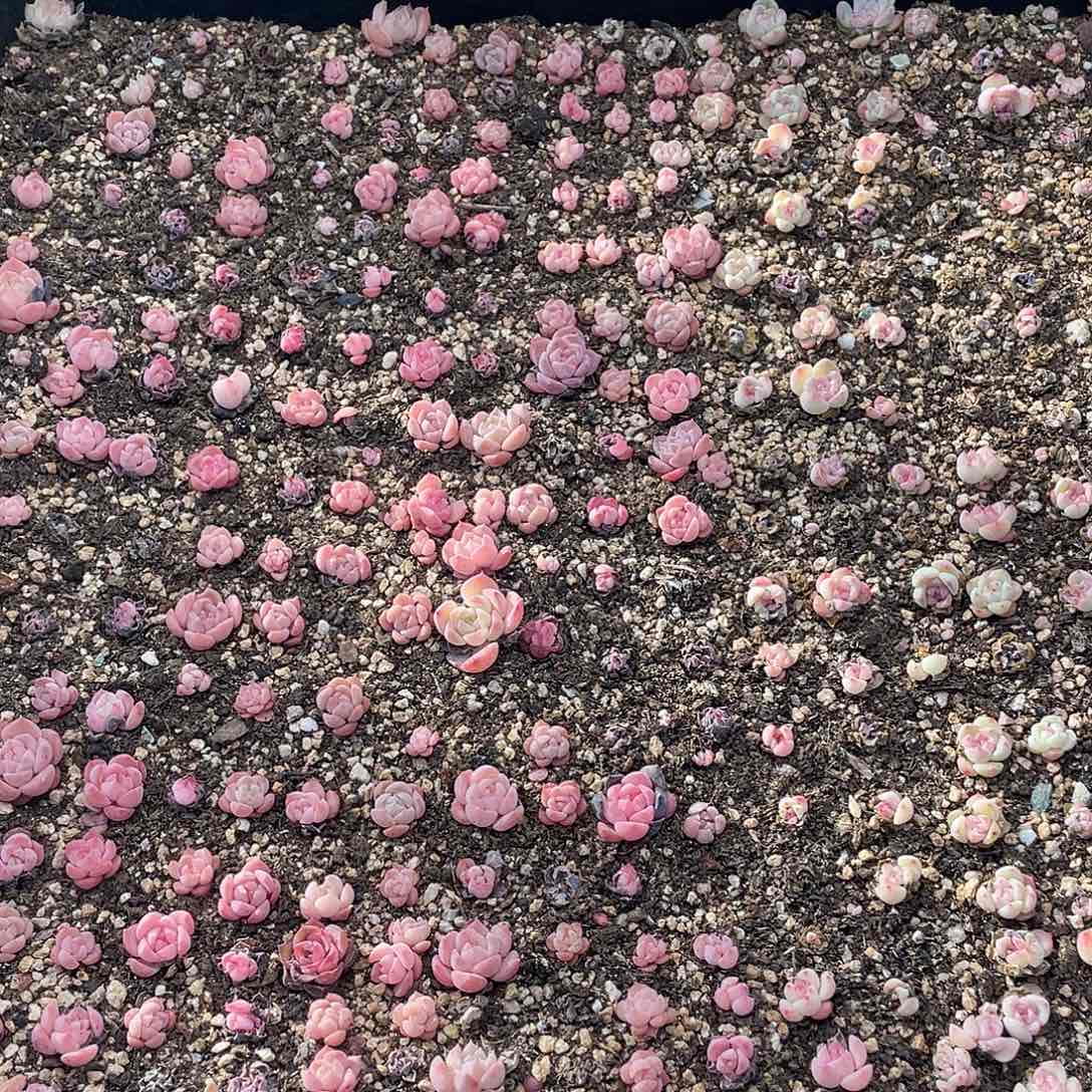 云糖心多肉植物82