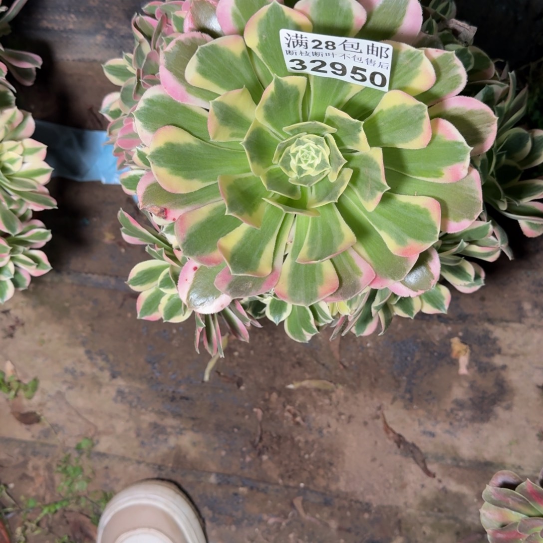 32950白凤多肉植物