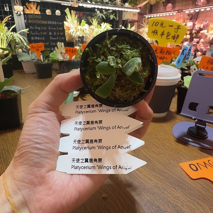 无花朵鹿野直播间竞拍宝甲