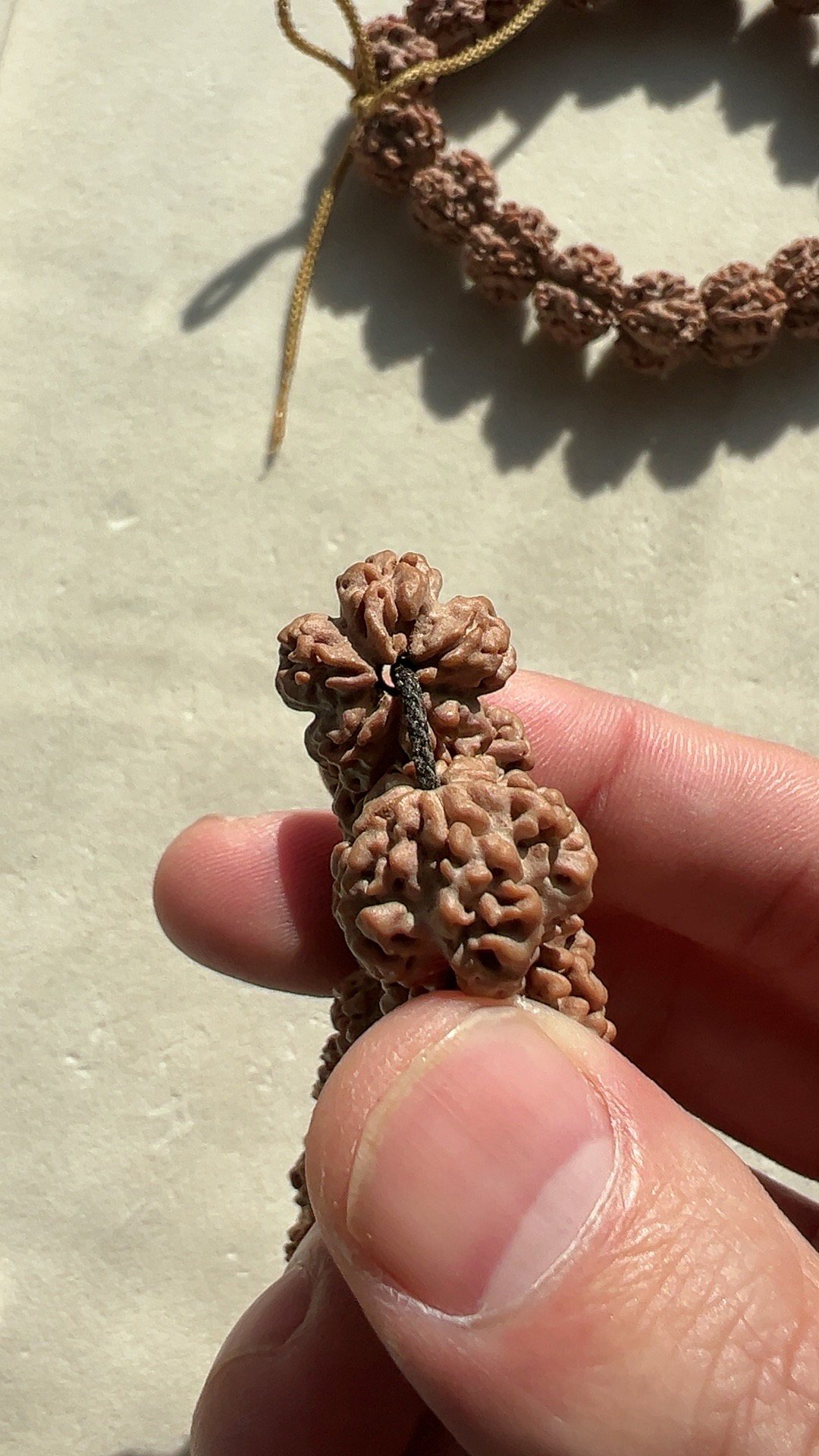 老原生态海洋之星五瓣超头定制