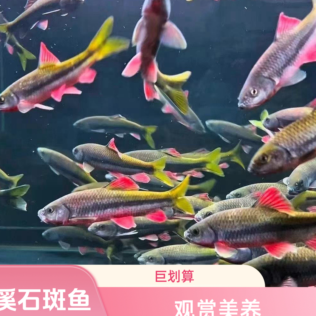 6原生鱼光唇鱼溪石斑红腹网红淡水小大型观赏活体冷好养易活招财