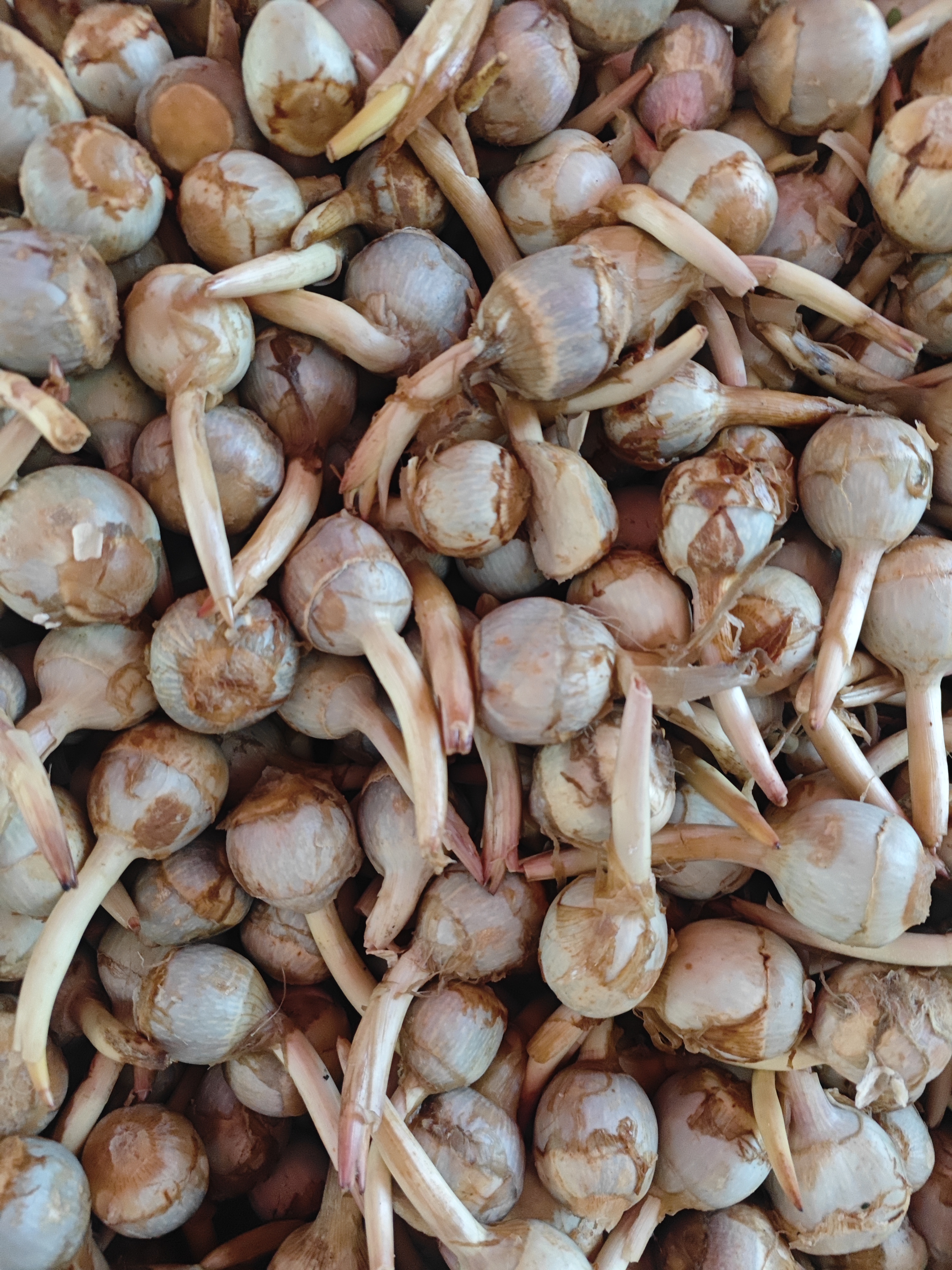 云南小野马老品种水生茨菰