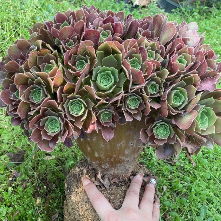 多肉多味儿菜也好吃又美味又