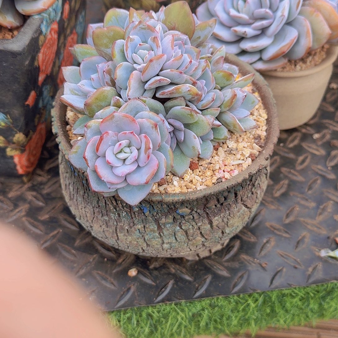 手***前韩版奶茶群啊啊啊啊啊