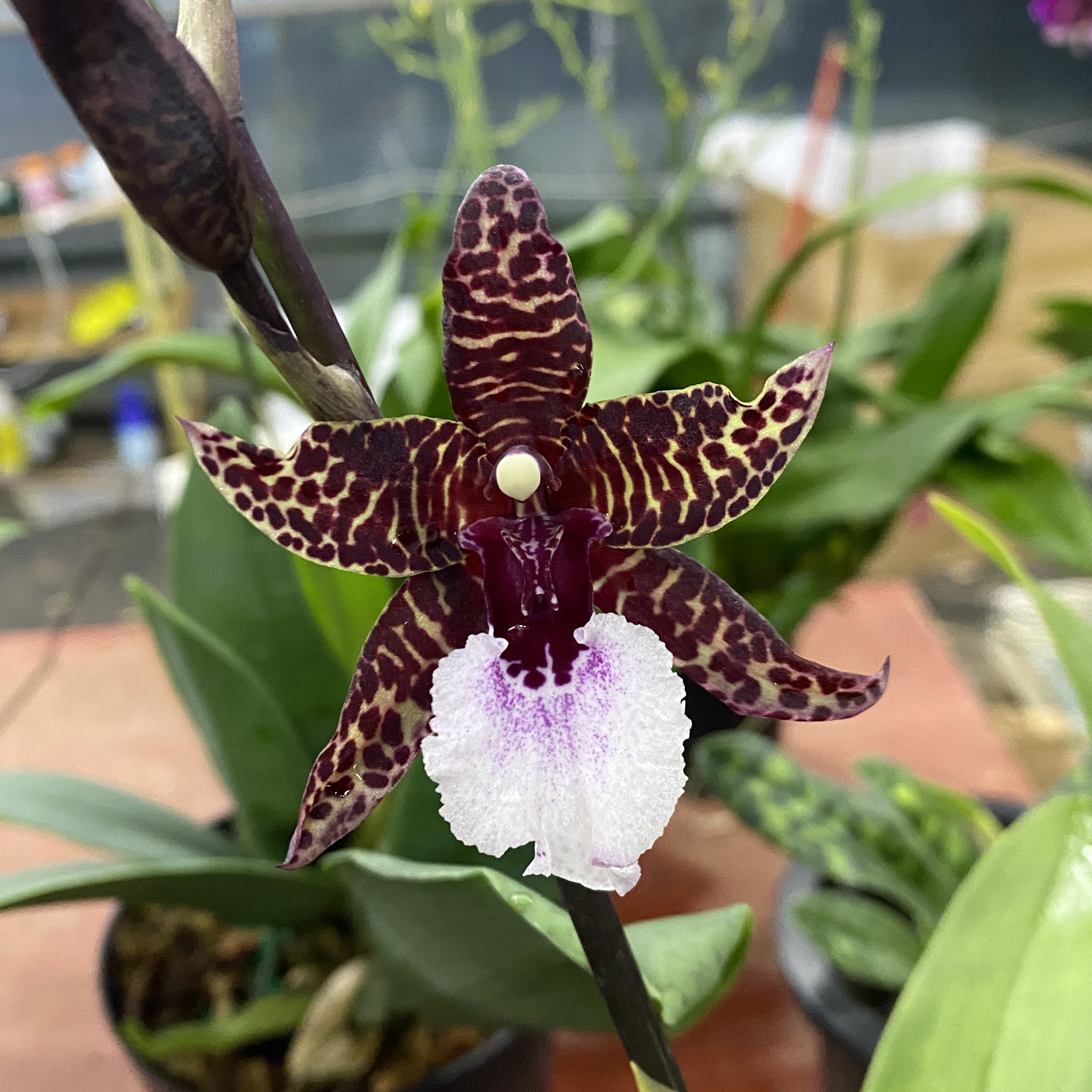 蜘蛛兰 混血王子 紫色 中大花文心兰 花色独特 130号盆