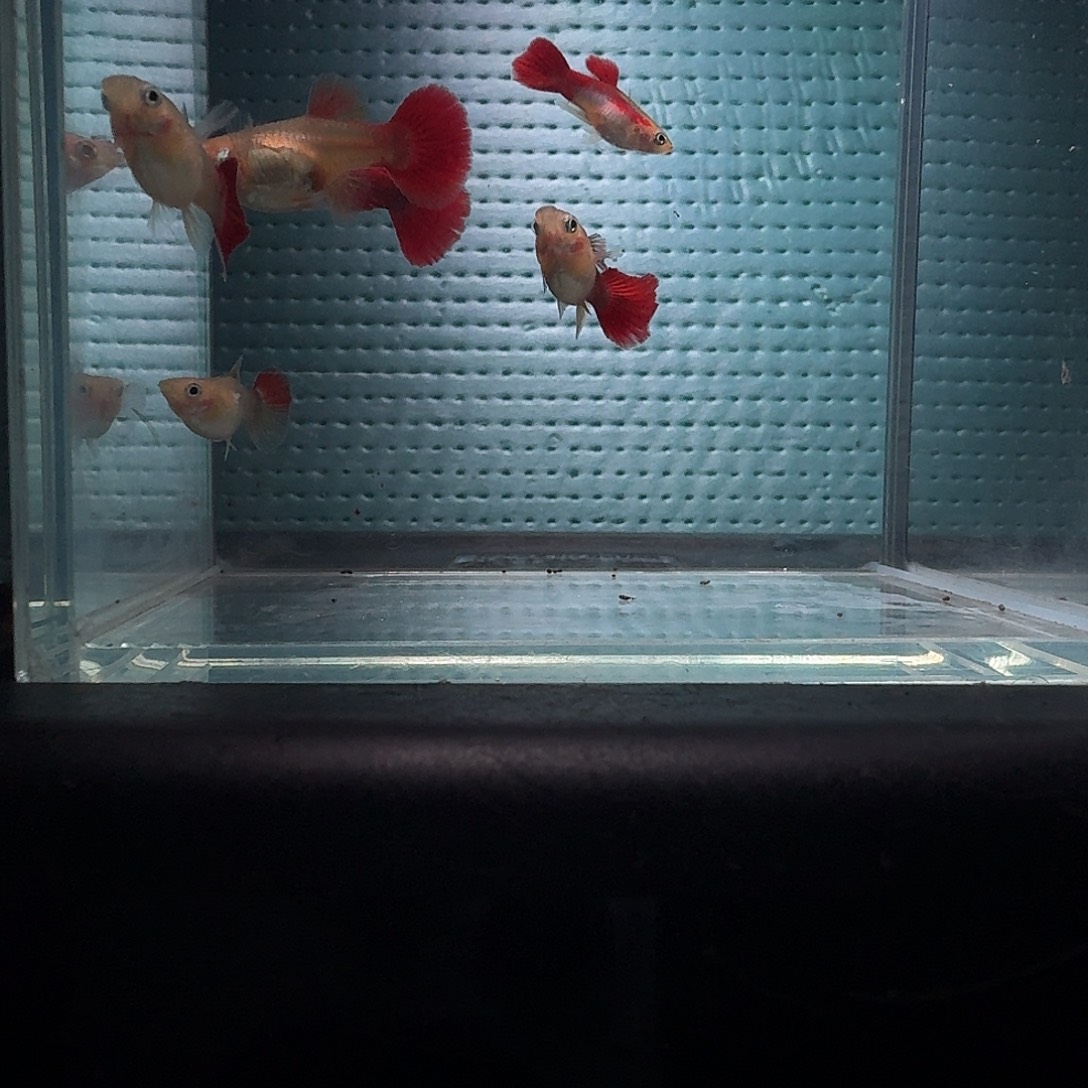 孔雀鱼黄暴球6条111