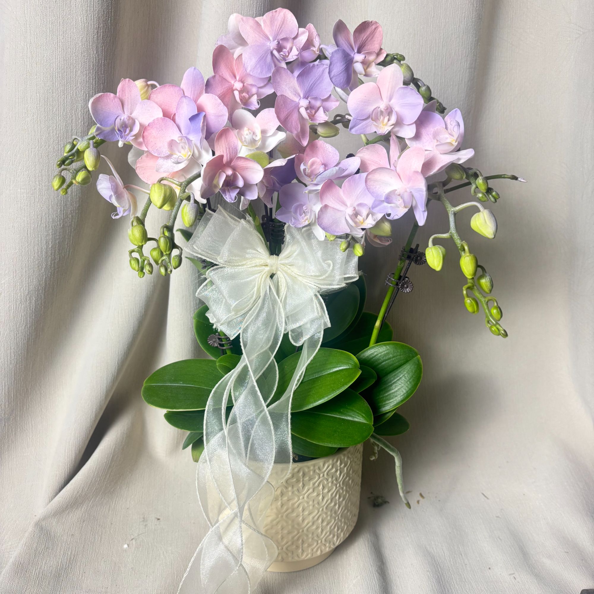 【棉花糖】蝴蝶兰高端稀有艺术喷染造型 欧品好看耐养