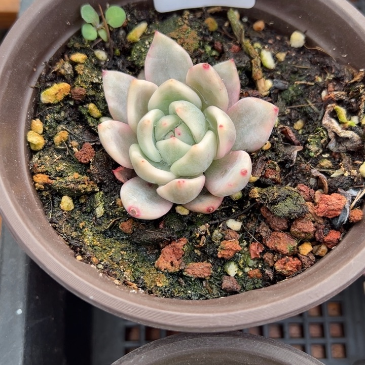 香槟锦多肉植物143多肉植物