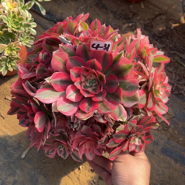 粉女巫多肉植物4-31