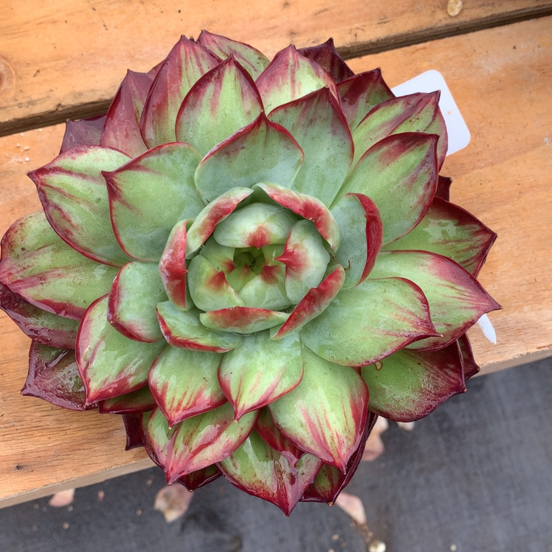 南宫惊鸿专拍一颗