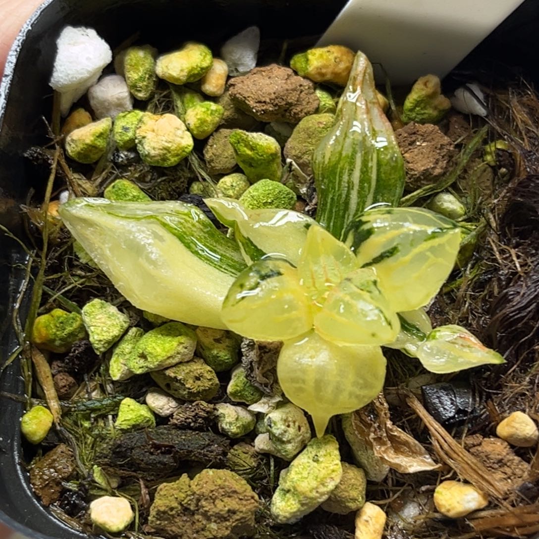 28西瓜寿锦（根弱介意勿拍）福利专场