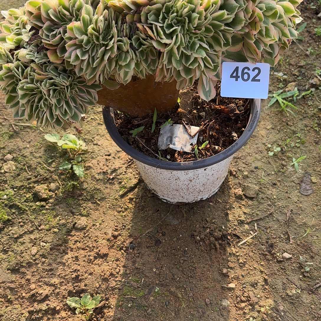 A***杨粉女巫缀断枝不包462