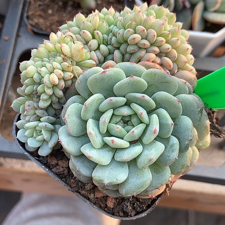 多肉植物缀化677