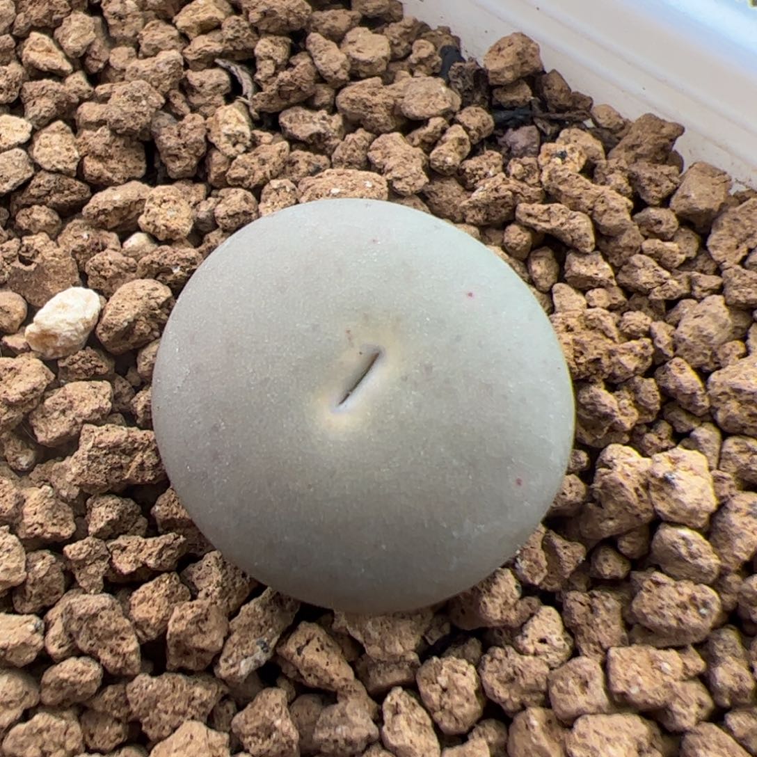 Sh433 V嘴 多肉植物