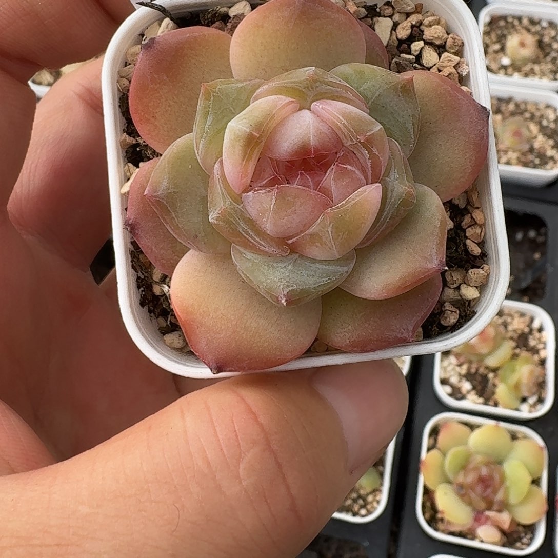 如图2236白方香水宝石一颗