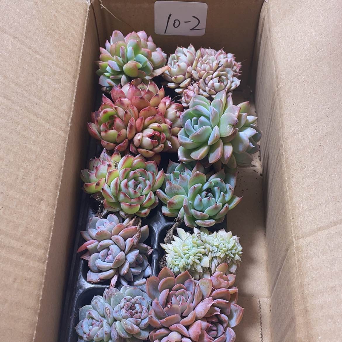 【闪购商品】10颗-2