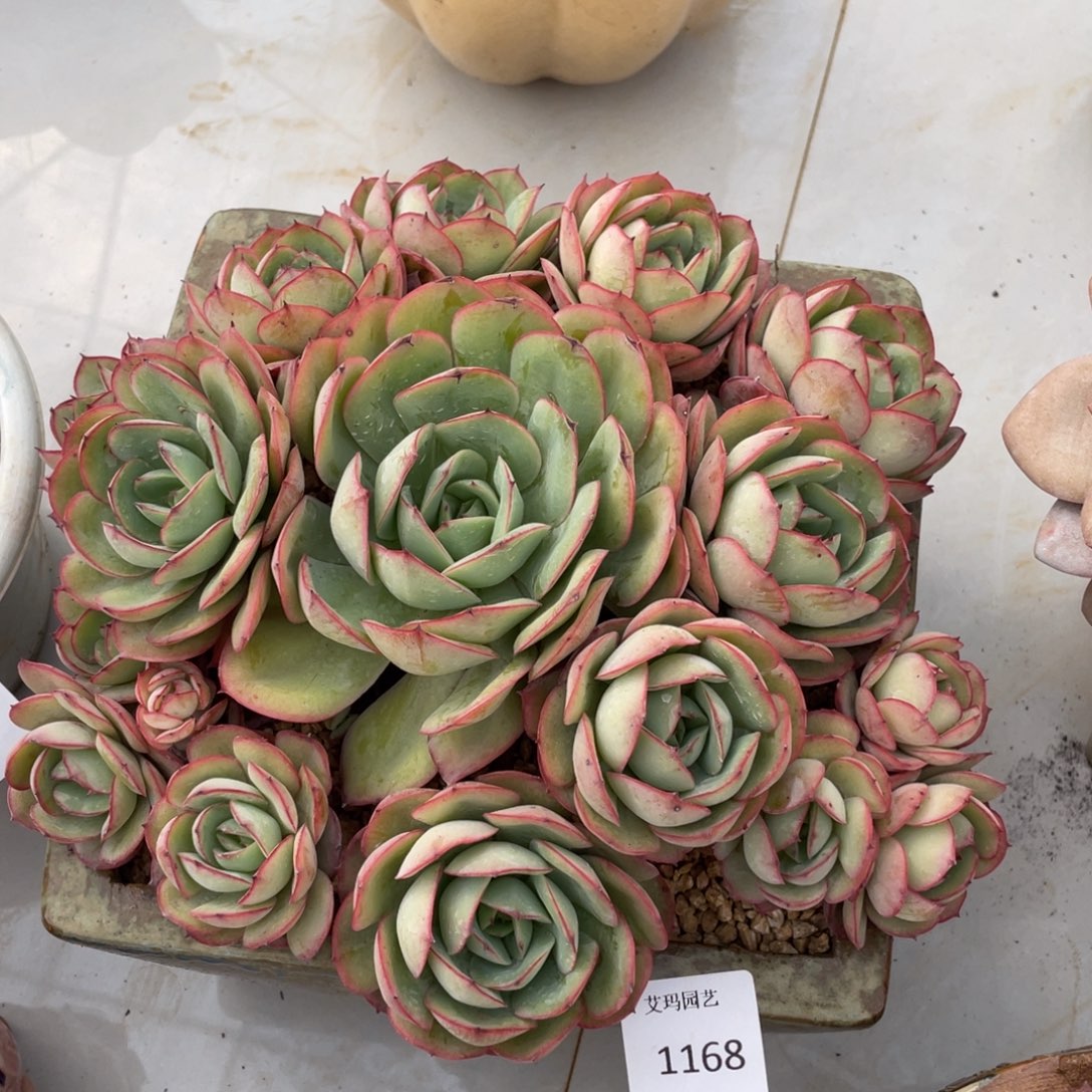 牡丹题捧花群生1168多肉
