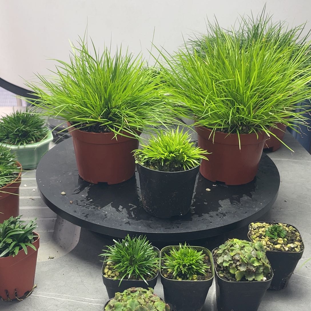 广***仔无花朵菖蒲3盆组合