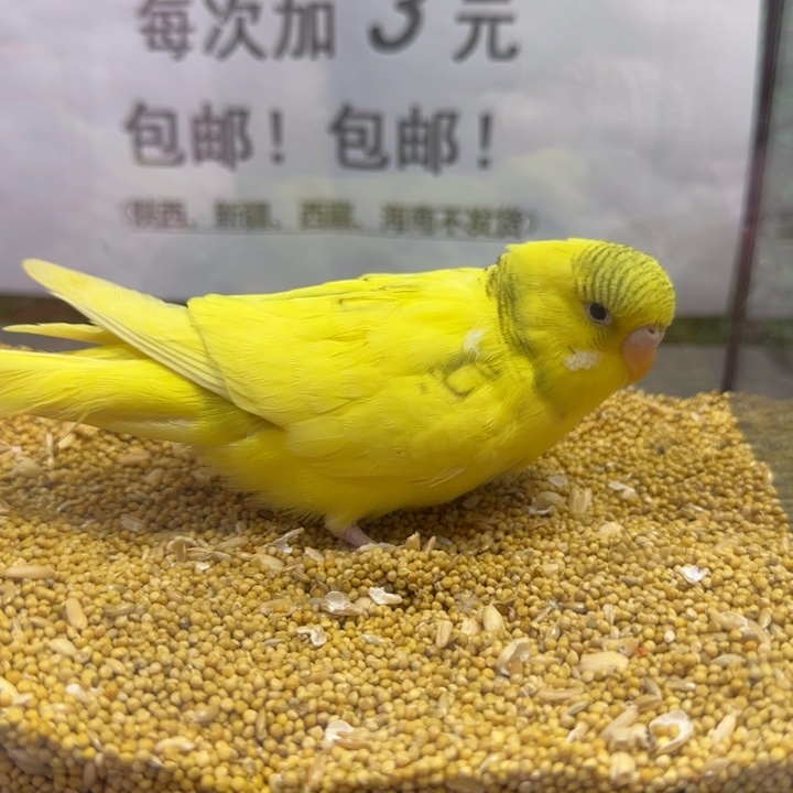 虎皮鹦鹉大头虎皮鹦鹉