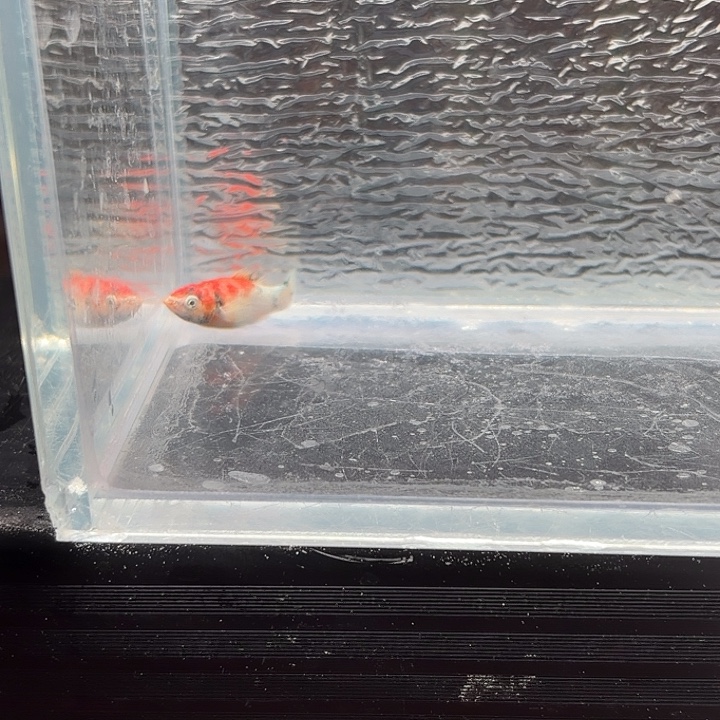 孔雀鱼玛丽鱼一条红头崽