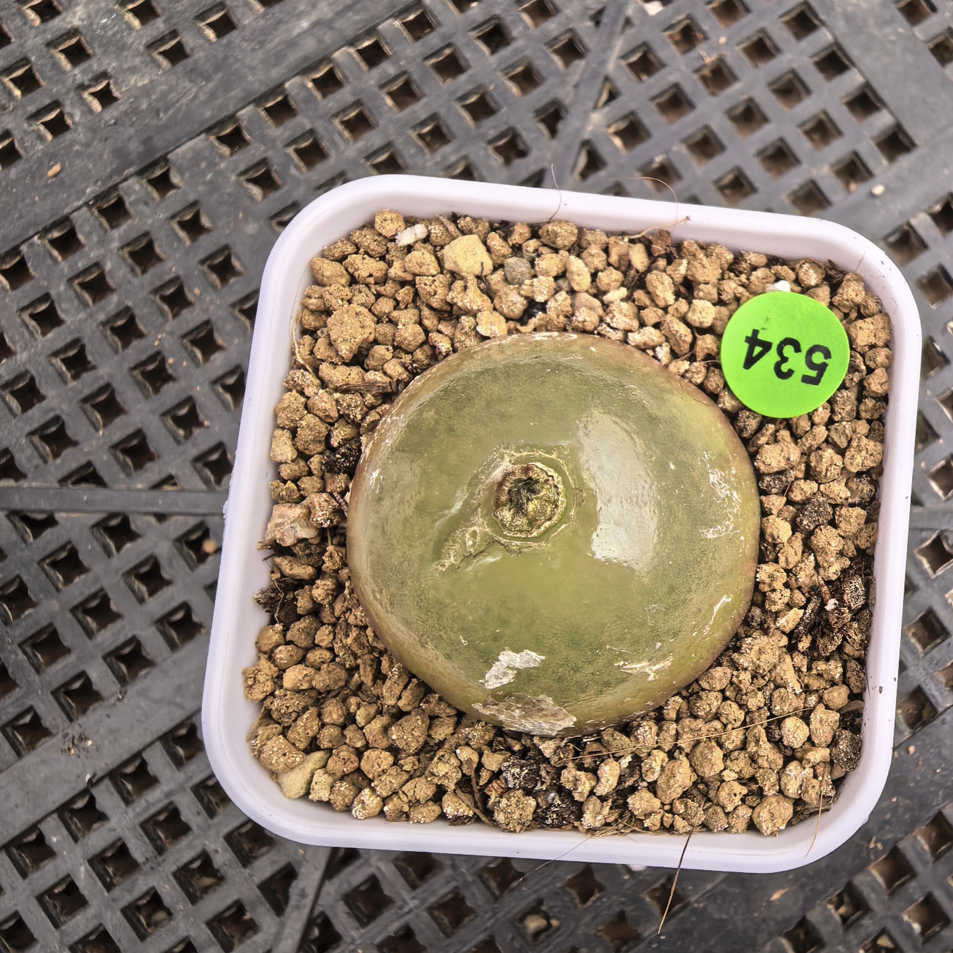 灯泡3-3.1cm带盆多肉534