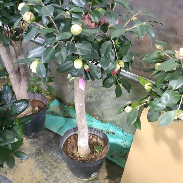 728四品，原盆原土发货