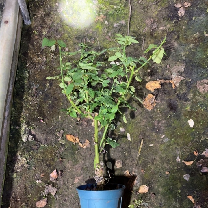 无花朵入夏一加仑