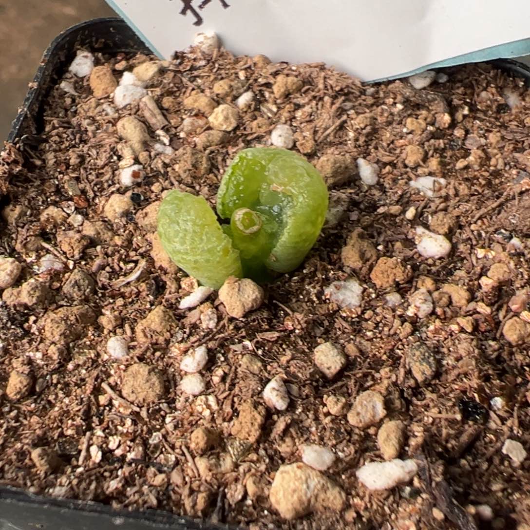 旁**多22-02肉锥多肉植物，