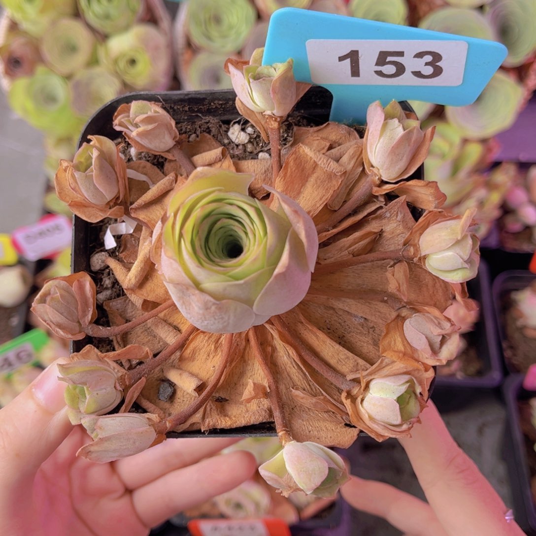 单品油画一物一拍（飘枝不售后）153