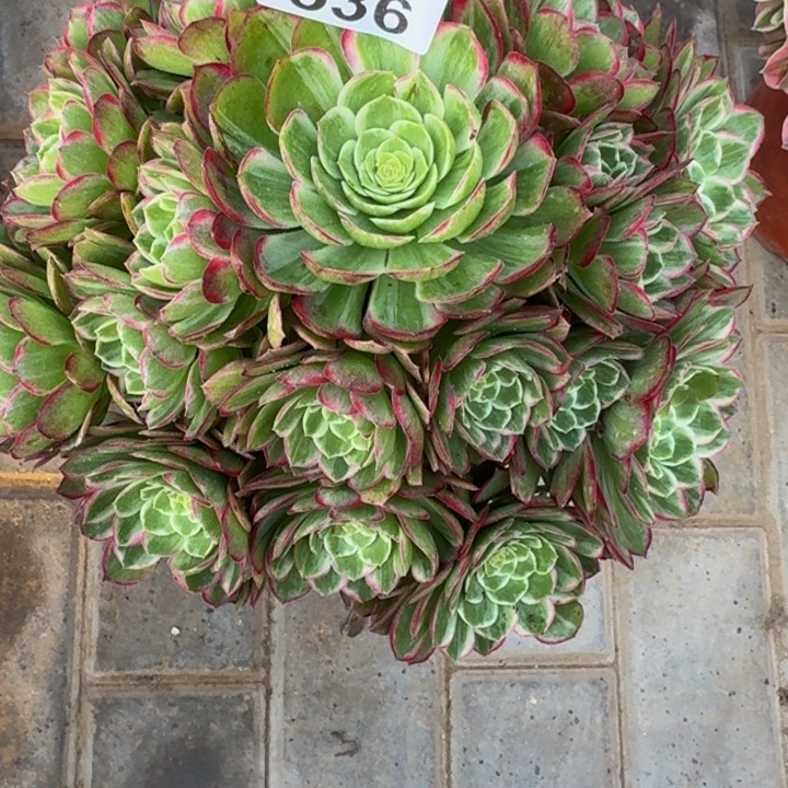 灶*水晶莲花536肉肉