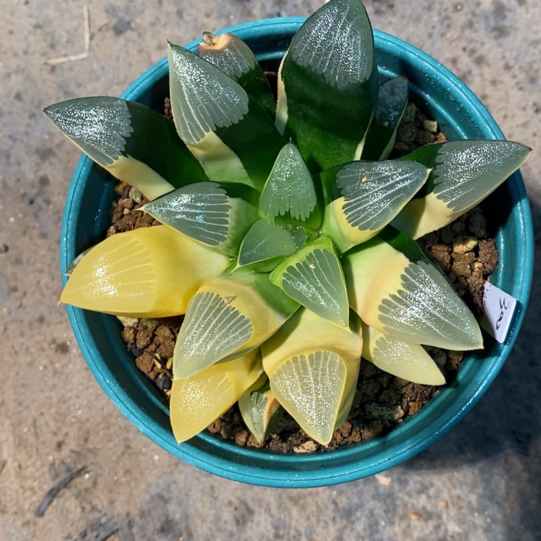 红***盗2142 一颗实生大克锦 送一颗 超级福利