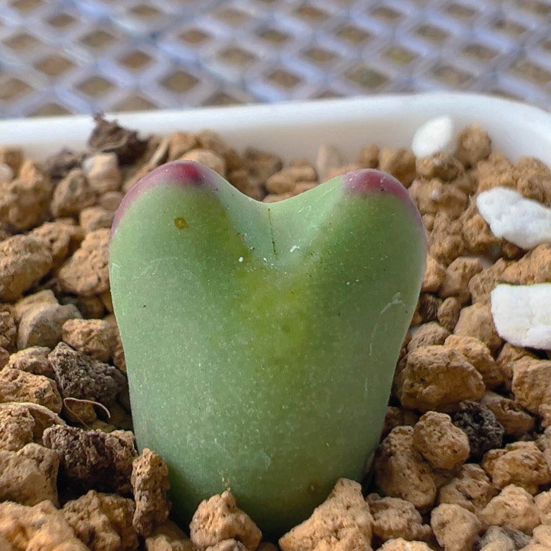 179多肉植物百科知识