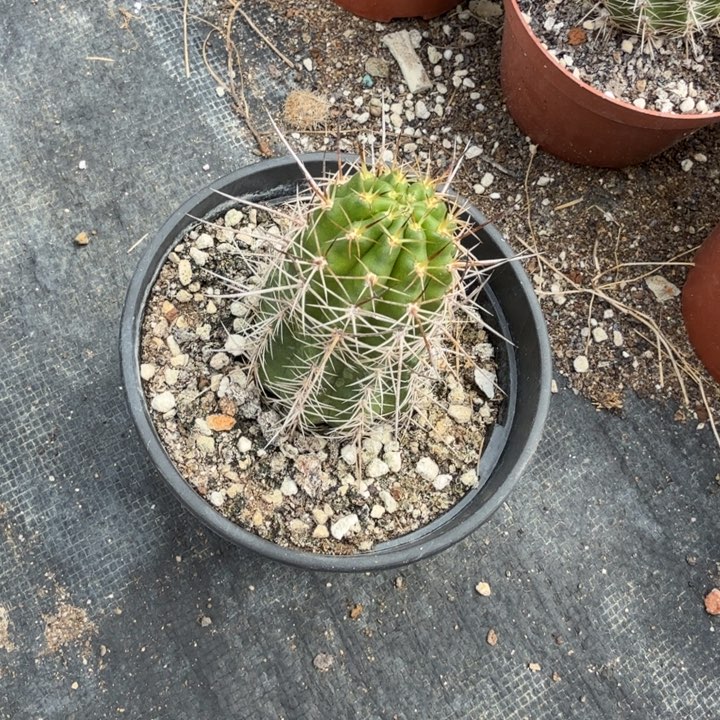 强刺白檀仙人掌单颗