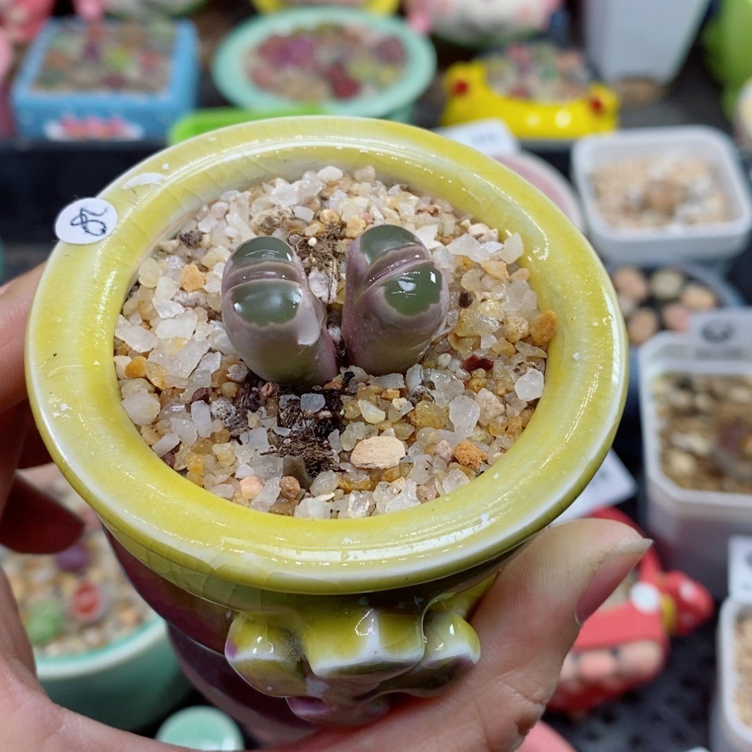 生石花花花花花342号