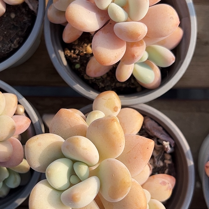 团019号。  红洛神