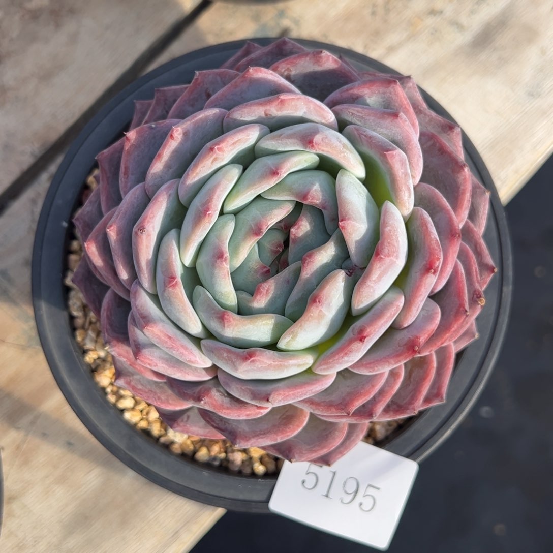 夕*红5195个肉肉肉肉肉肉肉肉肉