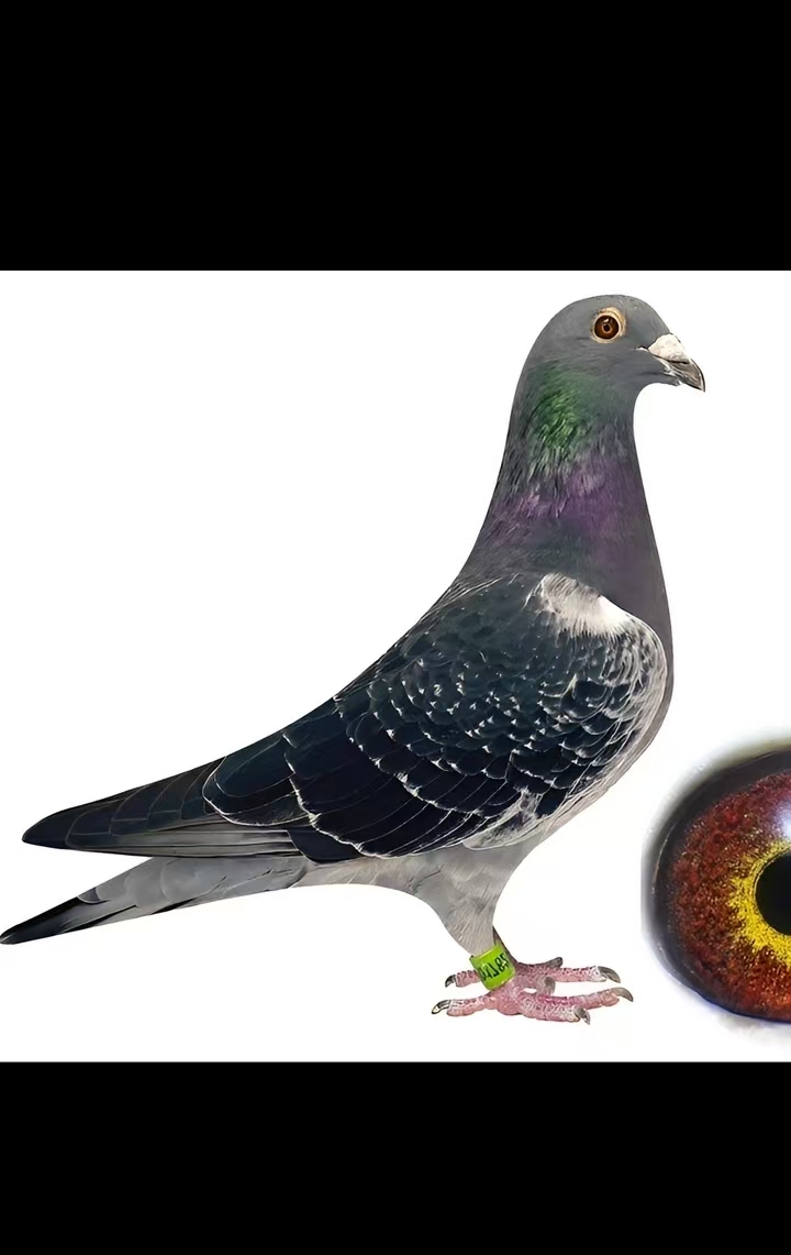 信鸽种鸽青年鸽赛鸽脚环